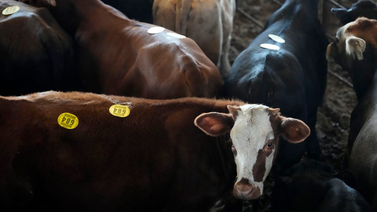 White House Supports Increased Beef Imports Amid Growing Opposition