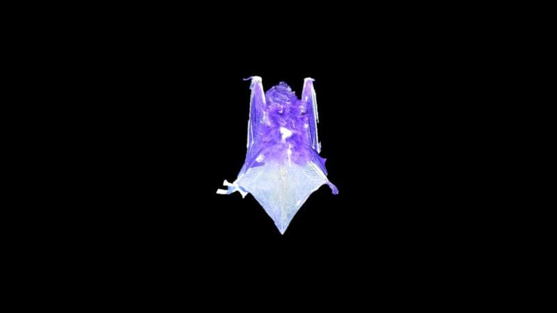 Certain Bat Species Glow Under UV Light, Scientists Puzzled