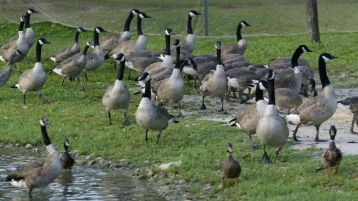 Bird Flu Outbreak Confirmed Across Missouri, Including St. Louis County