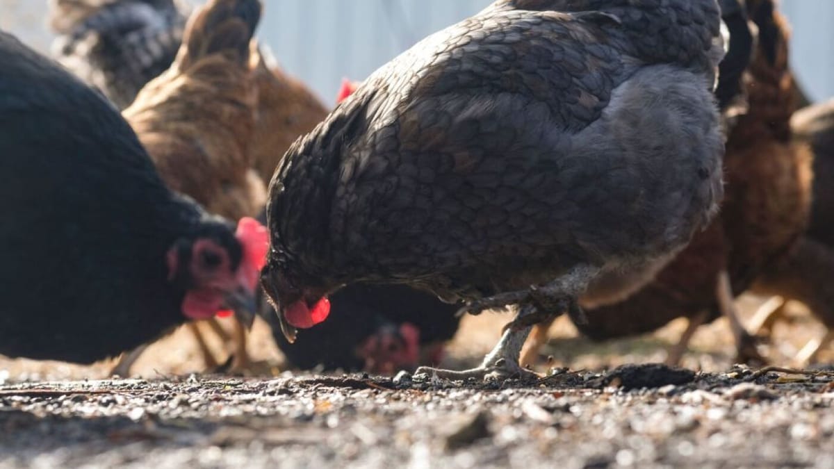 Bird Flu Cases Rise in Poultry as Federal Response Scales Back