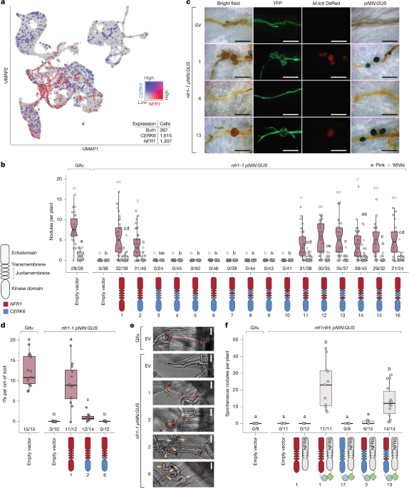 Two Protein Residues Enable Immunity Receptors to Support Nitrogen-Fixing Symbiosis