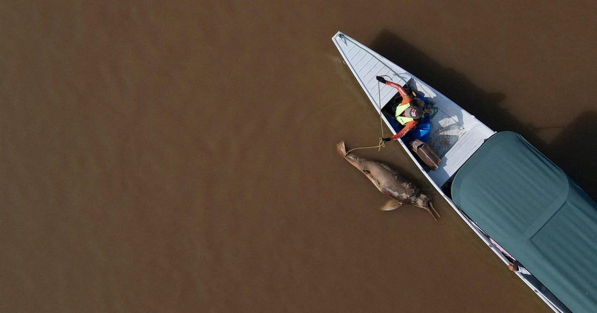 Study Finds Hundreds of Dolphins Died in Amazon Lake’s Jacuzzi-Heat Waters