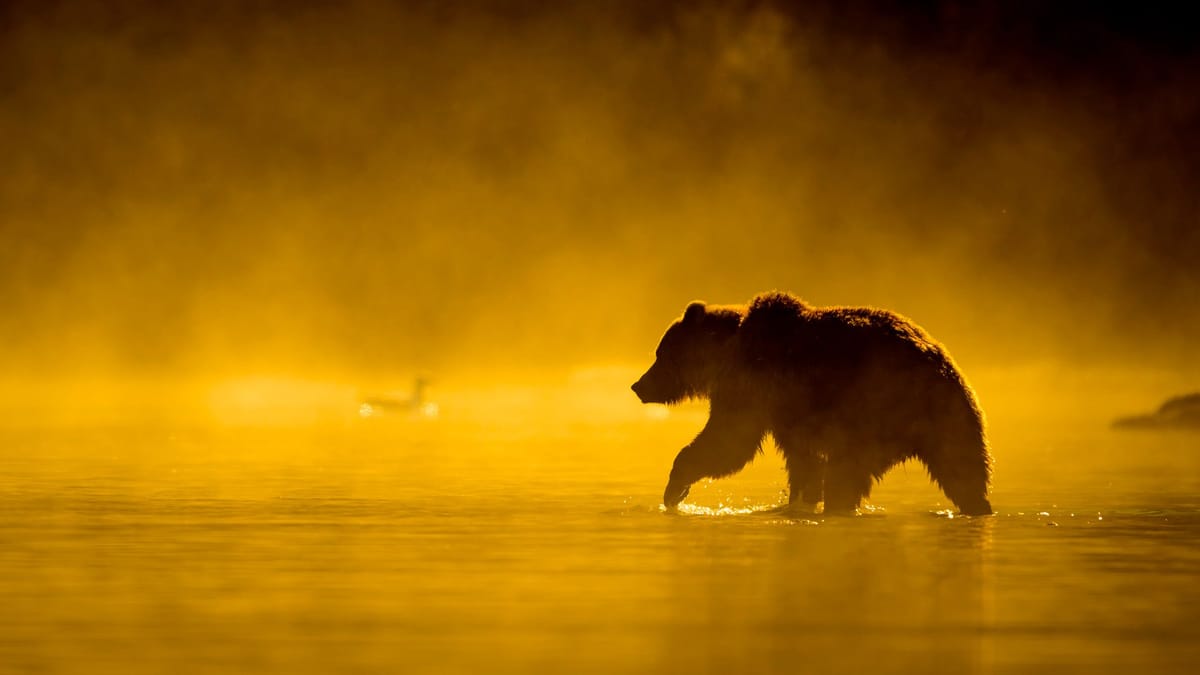 Orca Calf Birth Documented in the Wild for the First Time
