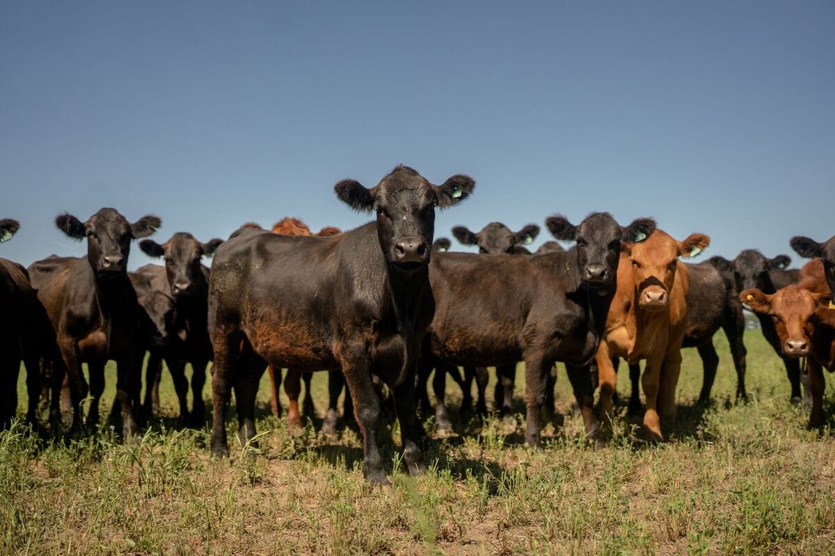 Trump Prepares Tariff Reductions and Trade Deals to Lower Prices