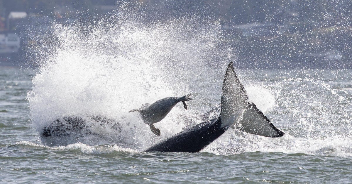 Photographer Captures Dramatic Video of Orcas Pursuing Seal That Leapt Onto Her Boat