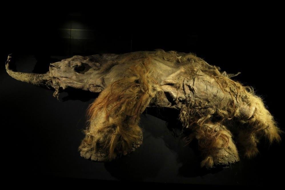Scientists Extract Viable RNA from Siberian Woolly Mammoth Remains