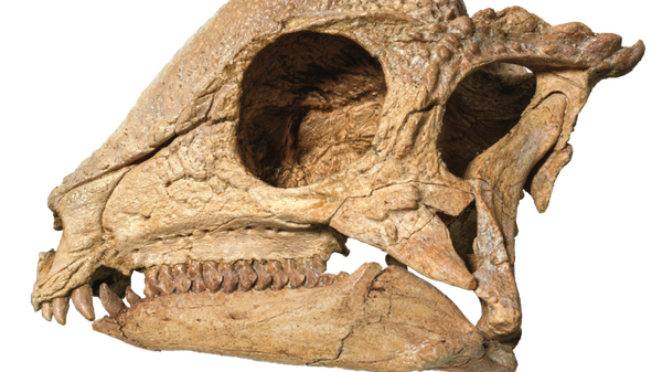 ‘Magical’ Dinosaur Fossil Unearthed in Mongolia Shines Like a Polished Jewel