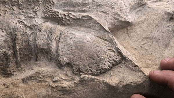 Mummified Dinosaurs from Wyoming Show Some Species Had Hooves, Study Finds