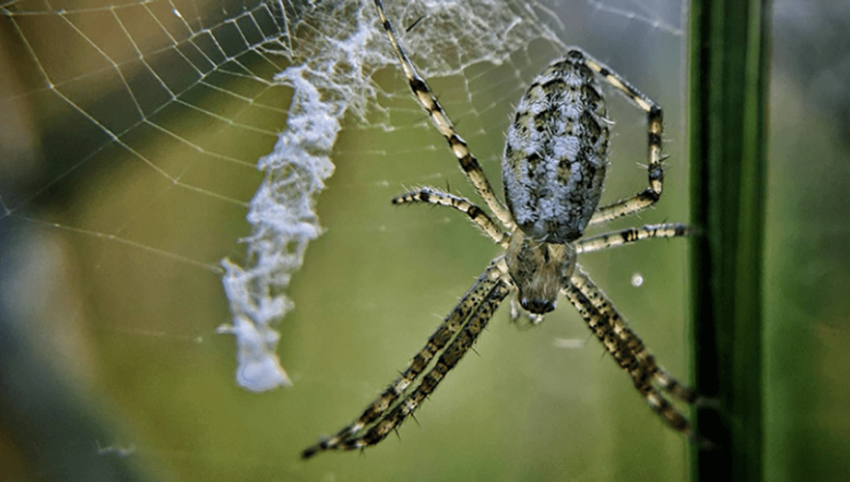 Scientists Uncover Purpose Behind Zigzag Patterns in Spider Webs