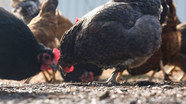 Bird Flu Outbreak Hits 66 Poultry Flocks as Federal Response Scales Back
