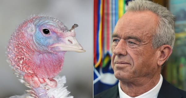 Bird Flu Resurges as Monitoring Declines, Experts Warn