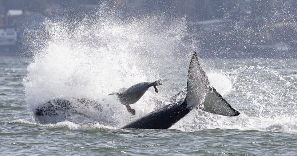 Photographer Captures Dramatic Video of Orcas Pursuing Seal That Leapt Onto Her Boat