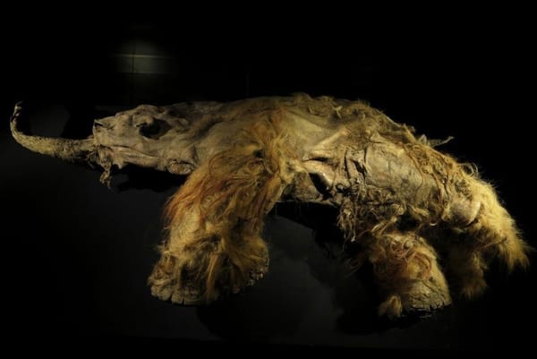 Scientists Extract Viable RNA from Siberian Woolly Mammoth Remains